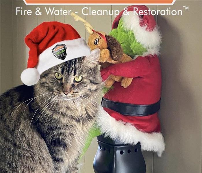 A beautiful cat with a SERVPRO santa hat.